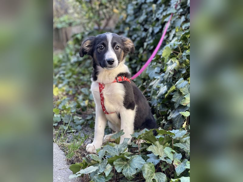 EFFIE - süßes Hundemädchen