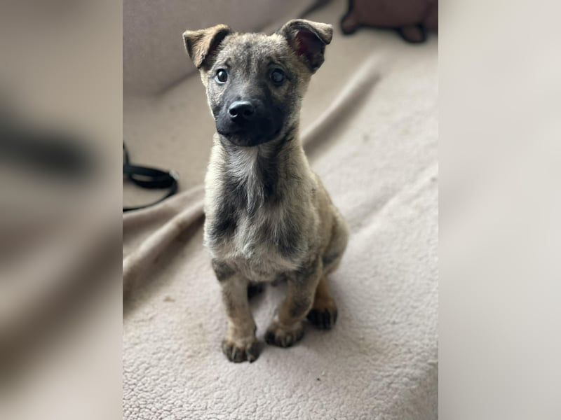 MAXI - liebevoller Hundebub