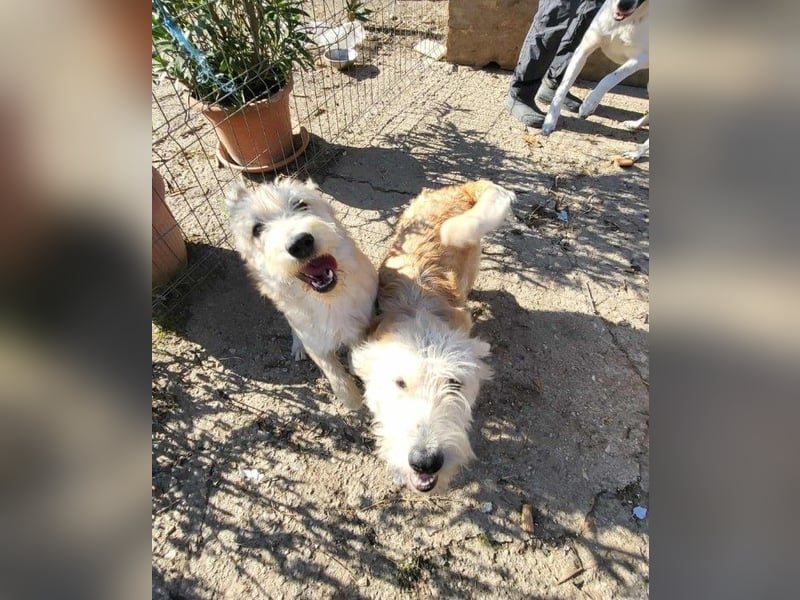 ERWIN - die kleine Knutschkugel