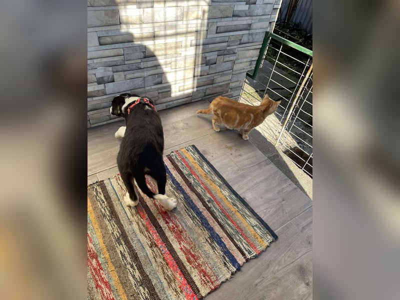 EFFIE - süßes Hundemädchen