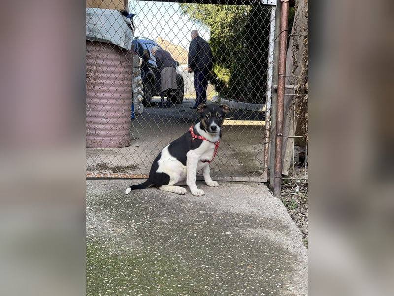 MELODY - Traumzuhause gesucht