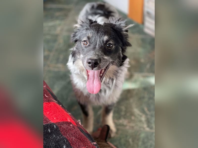 SADIE - Traumzuhause gesucht