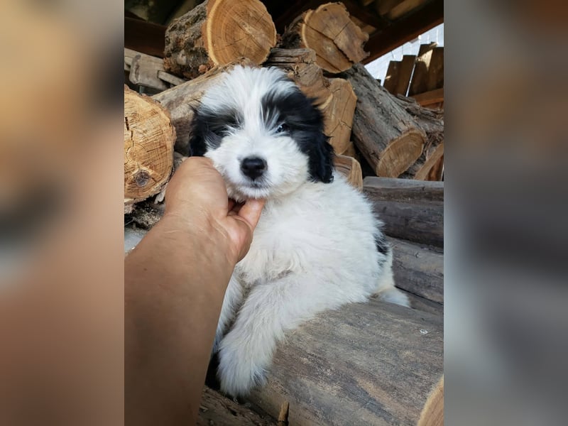 LOTTE - Traumzuhause gesucht