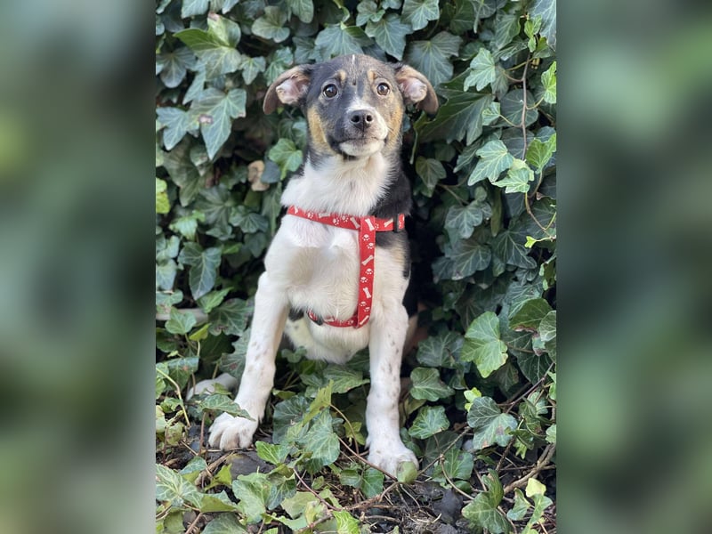 MELODY - Traumzuhause gesucht