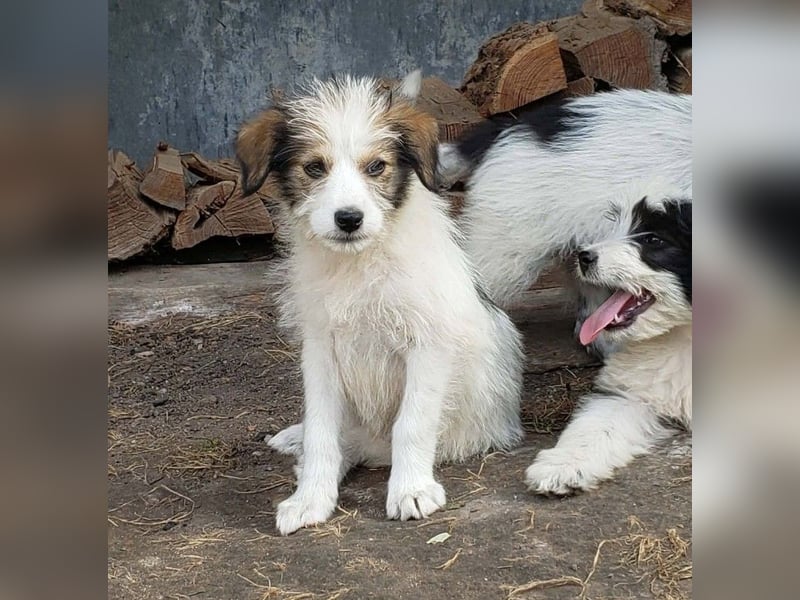 HEIDI - liebevolles Hundekind