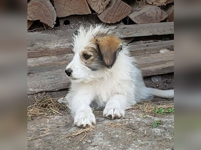 HEIDI - liebevolles Hundekind