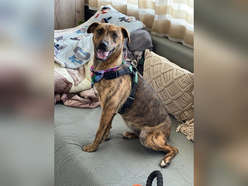 MOLLY - aufgewecktes Hundemädchen