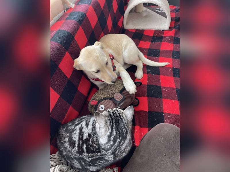 MELISSA - Zuhause gesucht