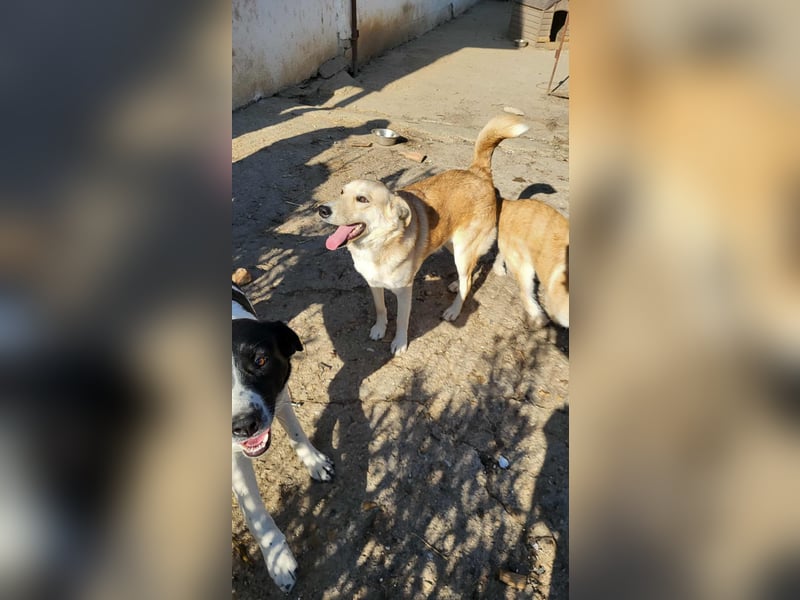 LENNI - bringt Lebensfreude ins Haus