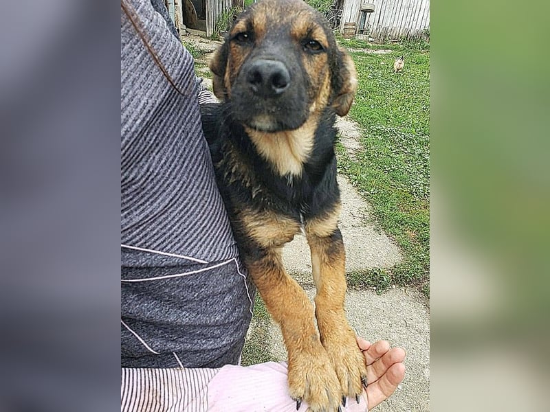 GOOFY - verspieltes Hundekind