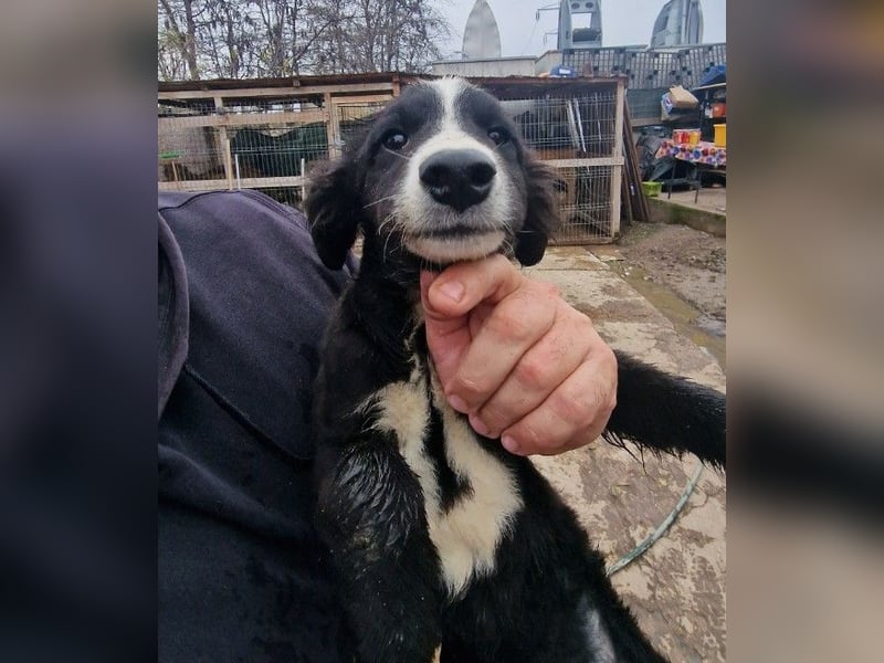 REX - sucht seinen sicheren Hafen