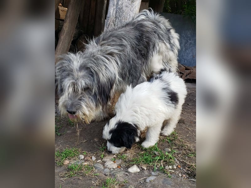 LOTTE - Traumzuhause gesucht