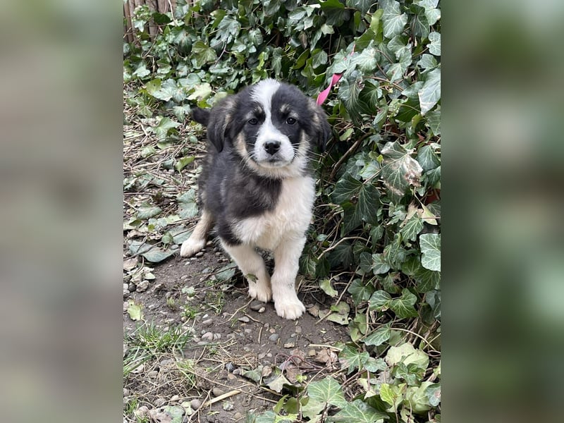 NALA - sanfte Seele sucht ihre Menschen *reserviert*