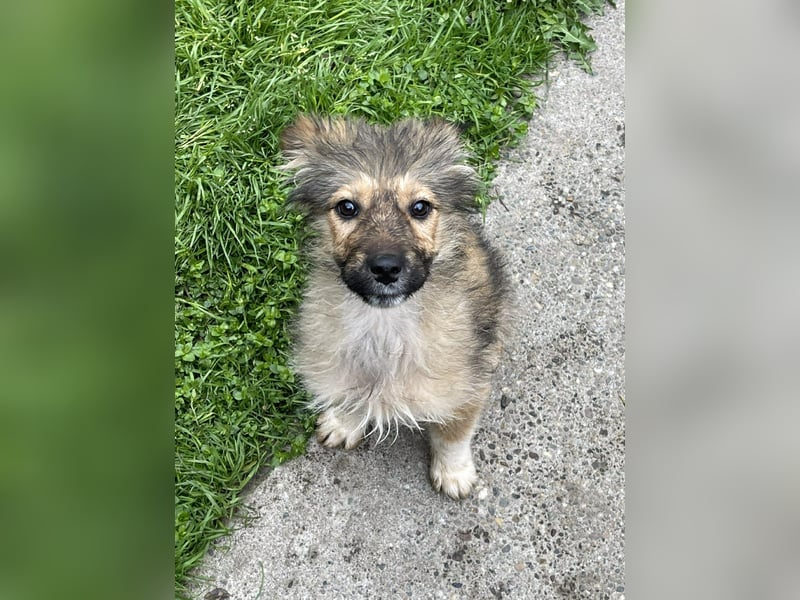 MARTHA - liebevolles Hundemädchen