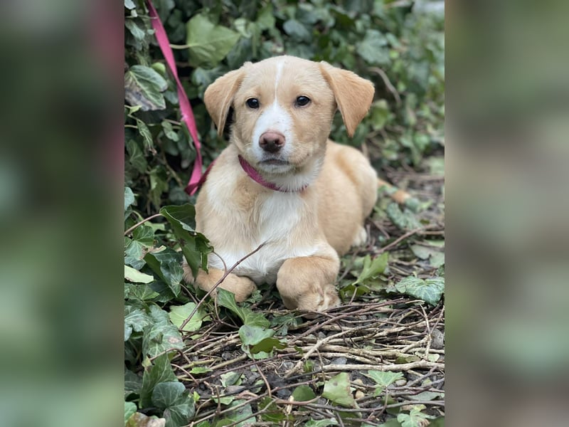 PAULA - liebevolles Hundemädchen *reserviert*