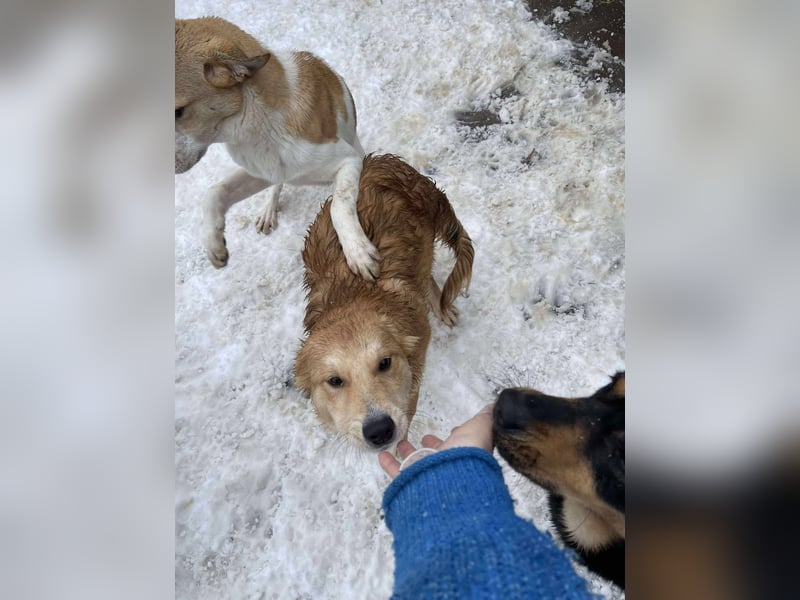 CRUMPET - verspielte Schönheit *reserviert*