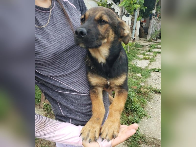 GOOFY - verspieltes Hundekind