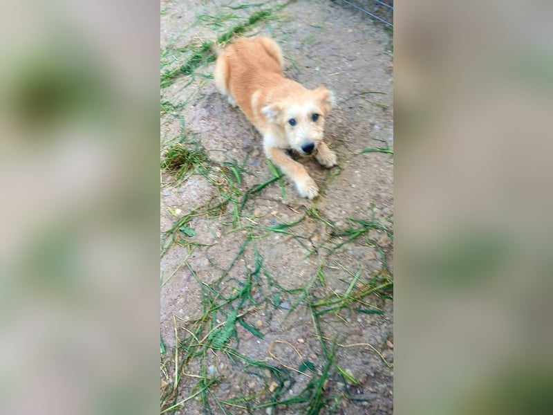 ERWIN - die kleine Knutschkugel