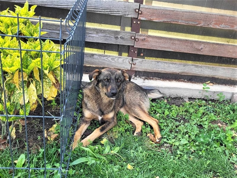 COOKIE - wo darf sie glücklich werden?