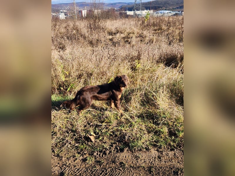 ROSIE - verspielte Schönheit *reserviert*