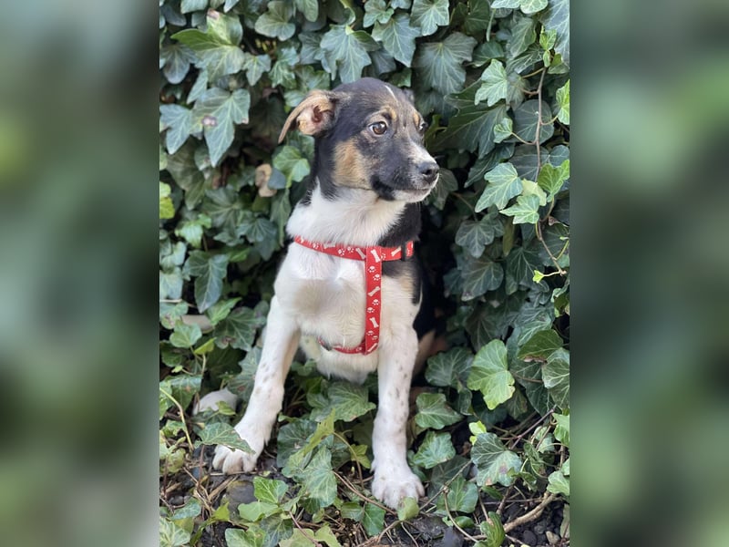 MELODY - Traumzuhause gesucht