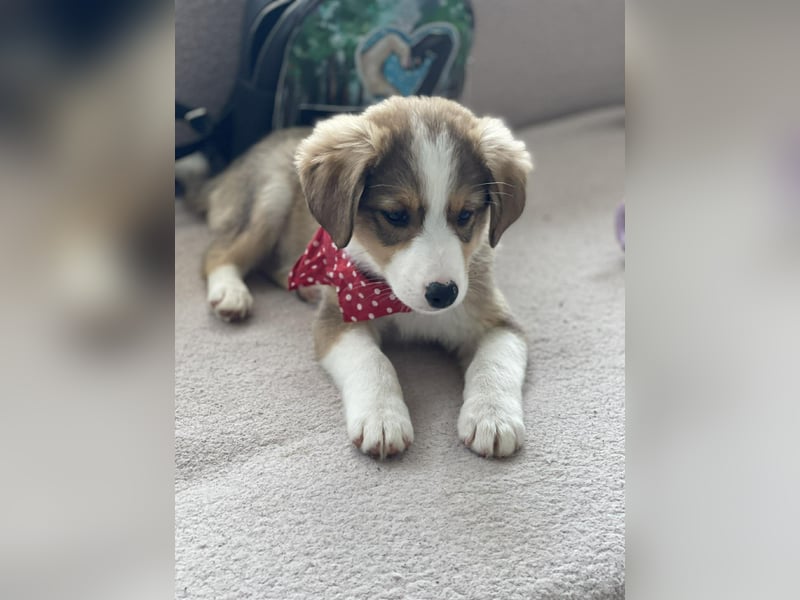 PEER - sanfte Seele sucht seine Menschen *reserviert*