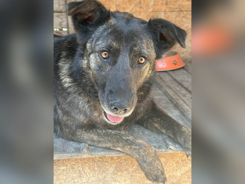 LOLA - Traumzuhause gesucht