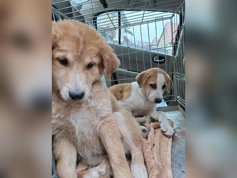 CRUMPET - verspielte Schönheit