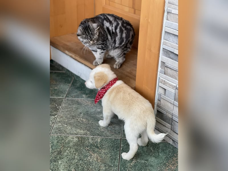 PRESTON - Zuckerbub sucht seine Menschen *reserviert*