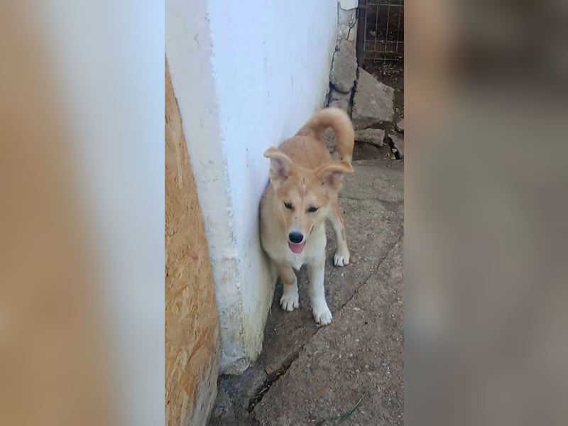LENNI - bringt Lebensfreude ins Haus