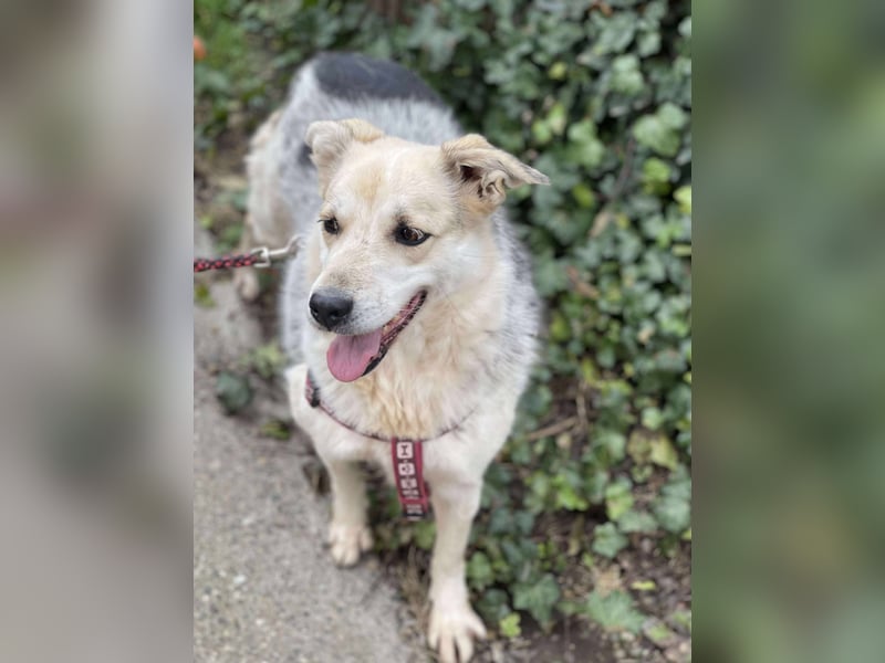 MAYA - sucht ihre Menschen