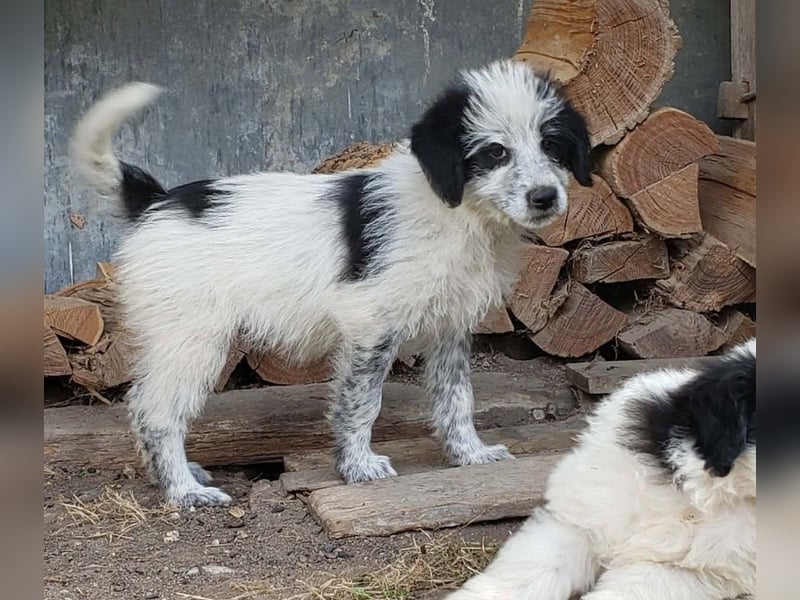 ARYA - zuckersüßes Hundekind