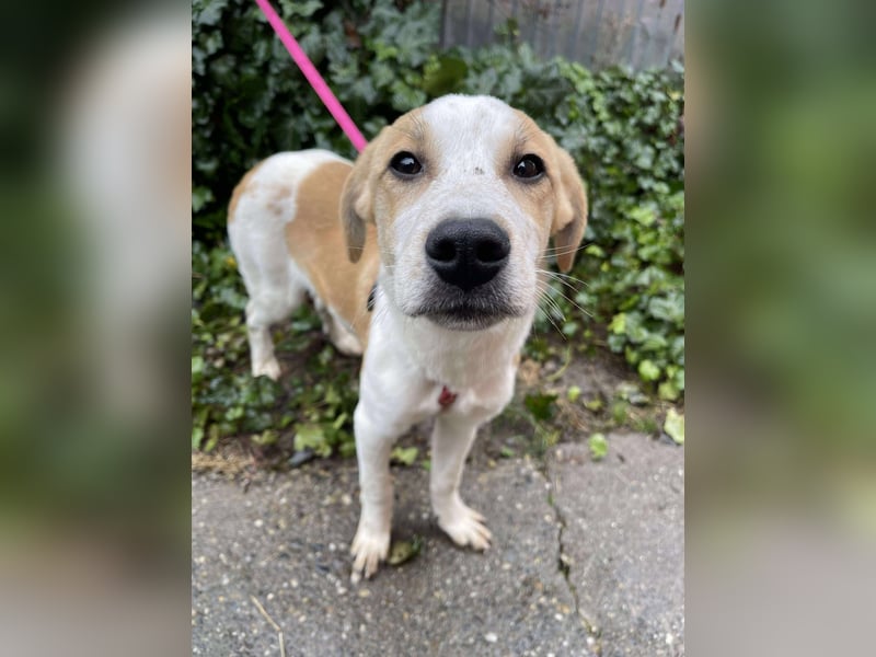 HANNAH - sucht ihre Menschen