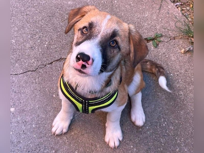 KOA - Traumzuhause gesucht