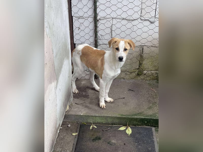 HANNAH - sucht ihre Menschen