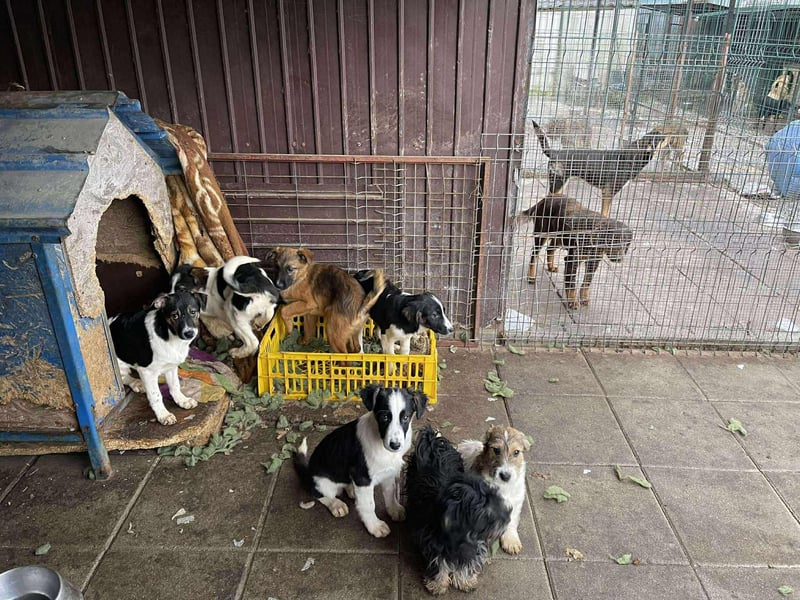 MELODY - Traumzuhause gesucht