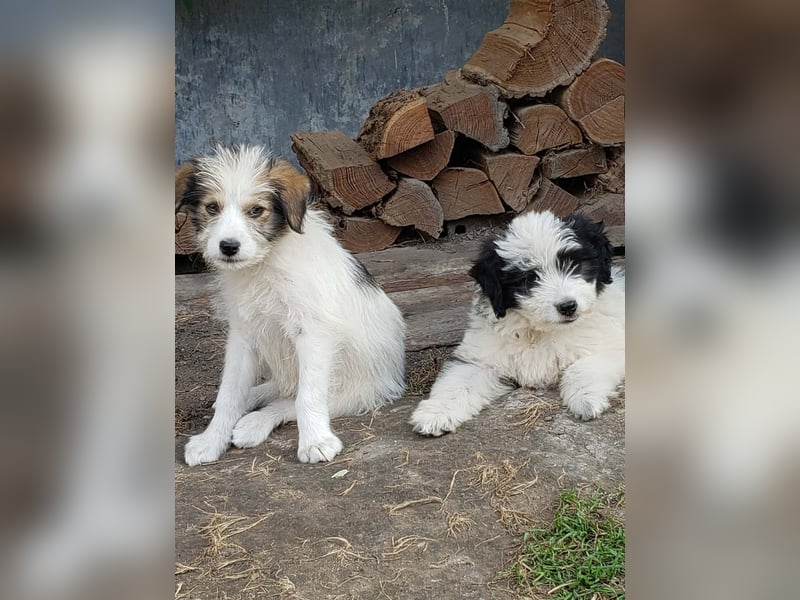 HEIDI - liebevolles Hundekind