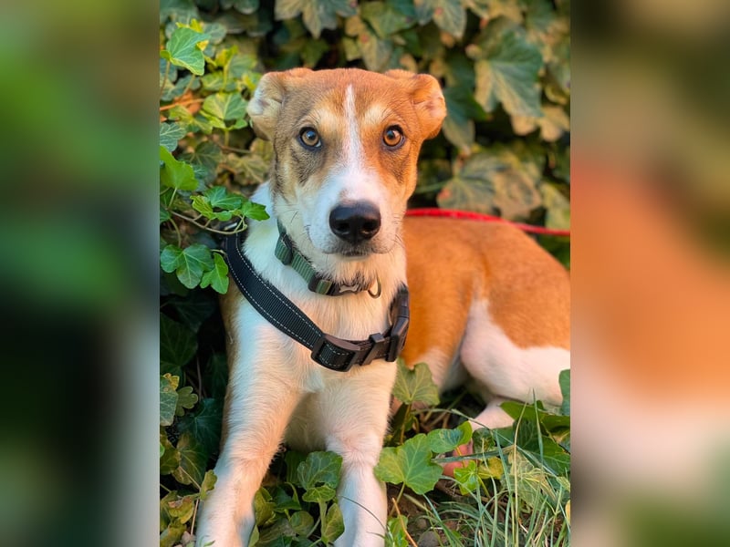 IVY - liebes Hundemädchen