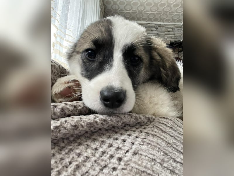 BELLA - sucht ihr Für-immer-Zuhause