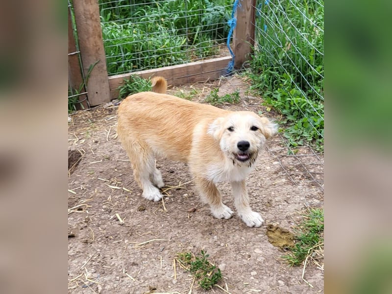 ERWIN - die kleine Knutschkugel