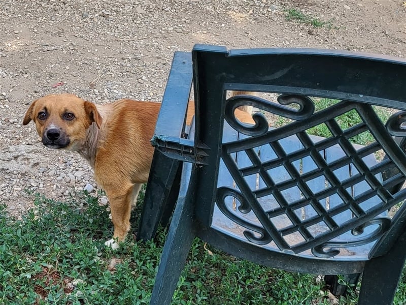 RICKY - sucht seinen sicheren Hafen