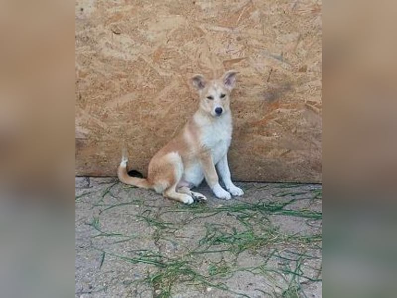 LENNI - bringt Lebensfreude ins Haus