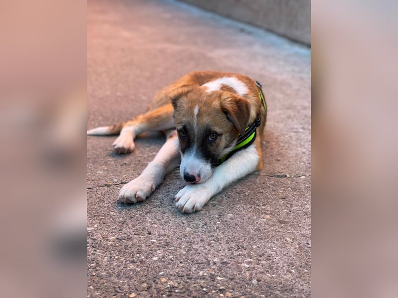 KOA - Traumzuhause gesucht