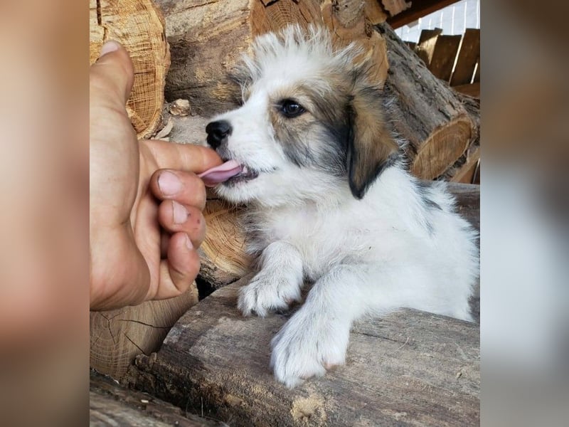 HEIDI - liebevolles Hundekind