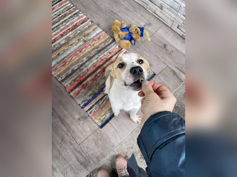 HANNAH - sucht ihre Menschen