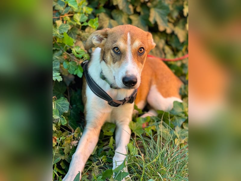 IVY - liebes Hundemädchen