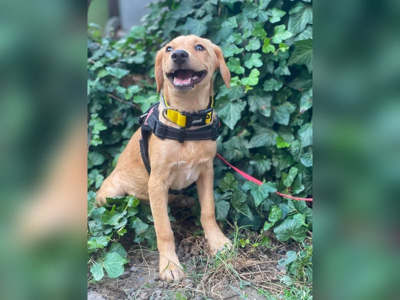 AMBER - tolles Hundemädchen