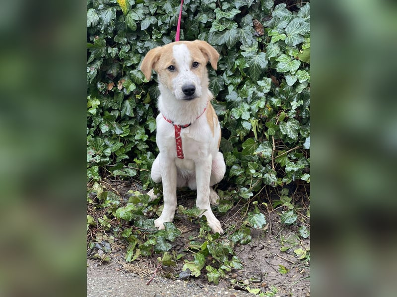 HANNAH - sucht ihre Menschen