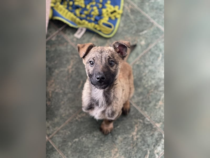 MAXI - liebevoller Hundebub