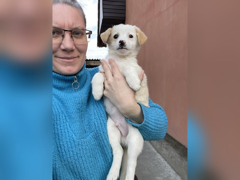 PRESTON - Zuckerbub sucht seine Menschen *reserviert*